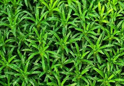 金桔怎么吃最好