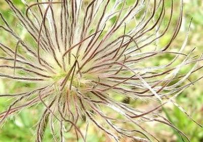 重瓣向日葵花语