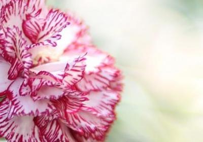 野生稻的特点有