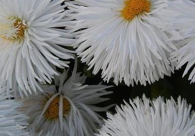 都市花语翠微居