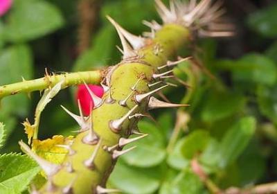 野生金线莲多少钱一斤