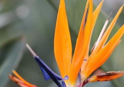 野牡丹的功效与作用