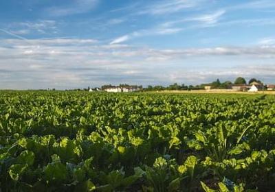 金枝玉叶的生肖