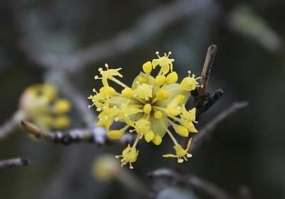 金线莲作用与功效