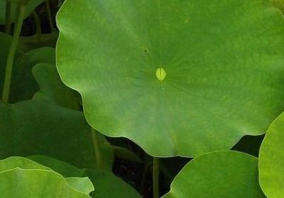 释迦果的籽能种吗