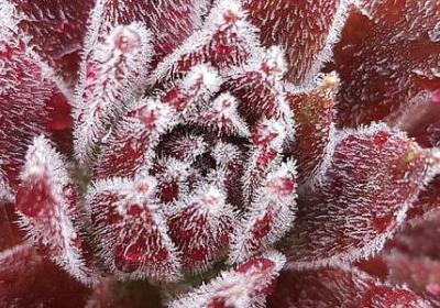 金枝玉叶的意思