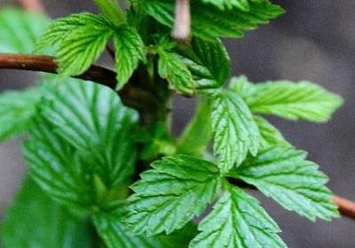 野艾蒿的功效与作用