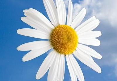 辣木籽的功效与作用及食用方法