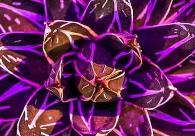 金桔的作用与功效