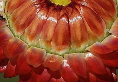 迎春花是什么花