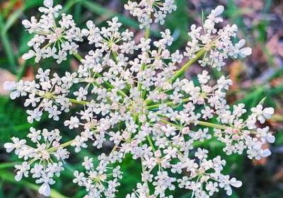 里白是什么植物