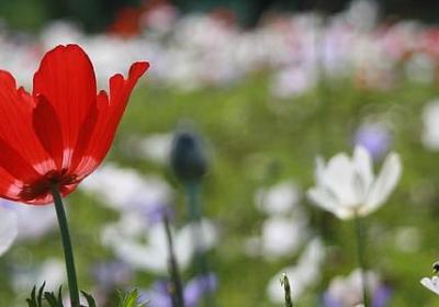 重庆的市花是什么