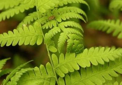 野艾蒿和艾草怎样分别