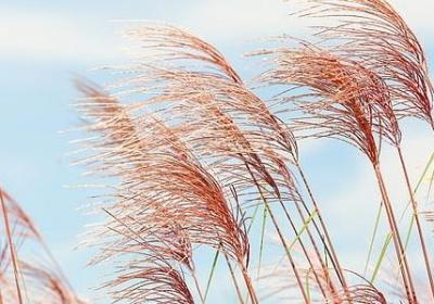 酸性土壤是什么土