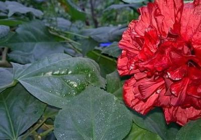 金桂什么时候开花