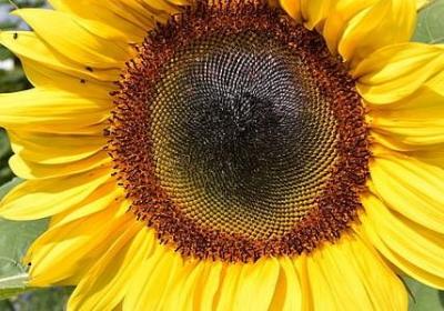 释迦果怎么种植