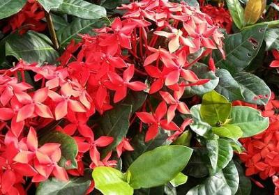 郁金香有几种颜色