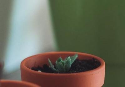 金桔的功效与作用