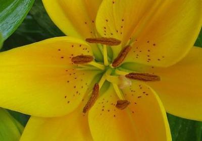 花语得不到的爱