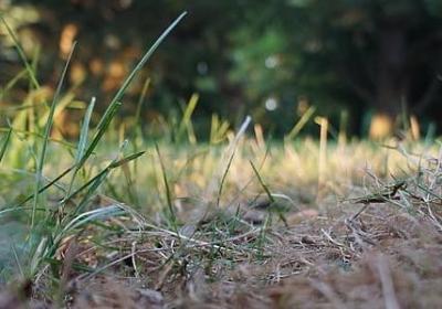 采桑是什么季节