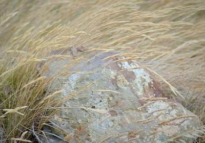 蓝玫瑰花语是什么