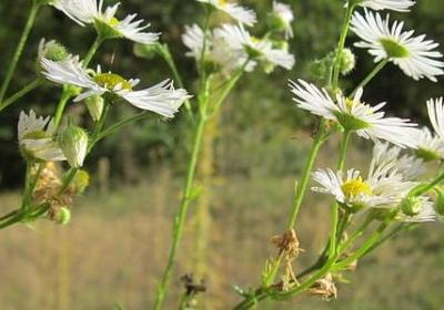 车厘子是大樱桃吗