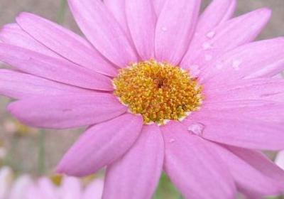 金枝玉叶掉叶子的原因和解决方法