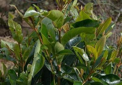 送女朋友的花语