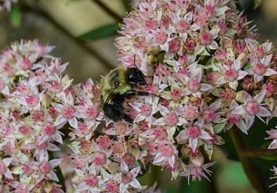 金弹子盆景造型