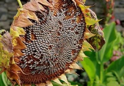 郁金香种球种植方法