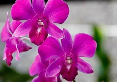 金丝楠木种植条件