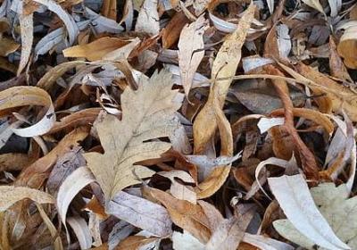 金枝玉叶的养殖方法和注意事项