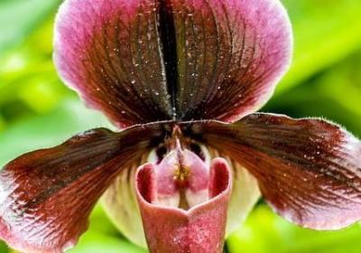 释迦果怎么催熟