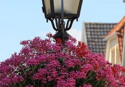 释迦果没熟能吃吗