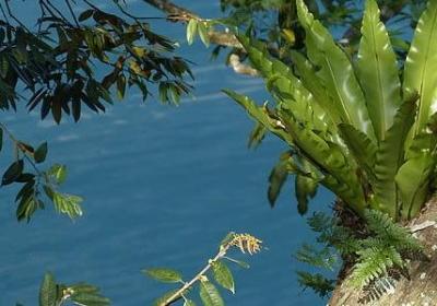 金玉满堂花怎么养