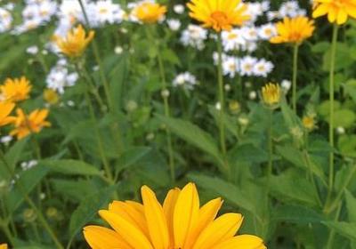 金枝玉叶怎么养