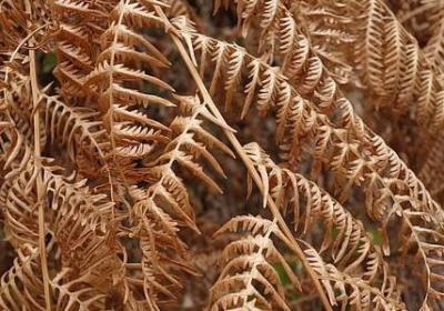 金线莲的功效与作用及食用方法