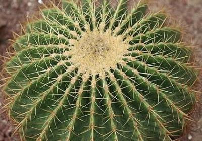 酢浆草的功效与作用