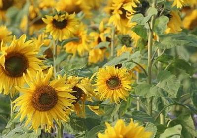 车厘子是哪里产的