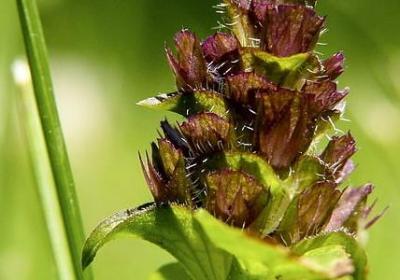 适合客厅的绿植