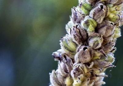 金枝玉叶怎么修剪