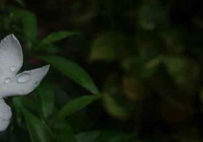 金桔树的风水作用