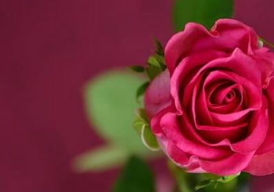 金枝玉叶的花语