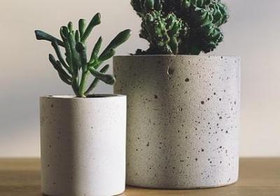 野茼蒿的功效与作用