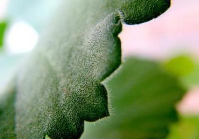 释迦果怎么判断熟没熟