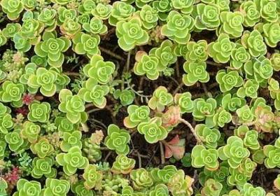 金桂多少钱一颗