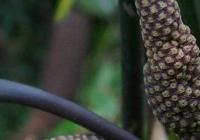 释迦果树种植方法