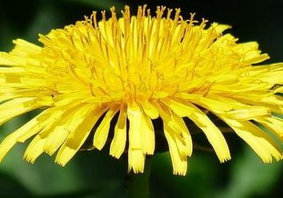 酸枝木是什么木