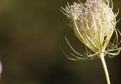 适合送闺蜜的花