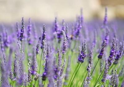 花盆尺寸对照表